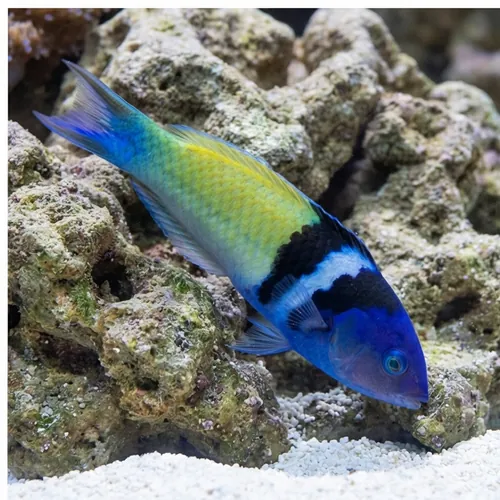 Bluehead Wrasse: Male