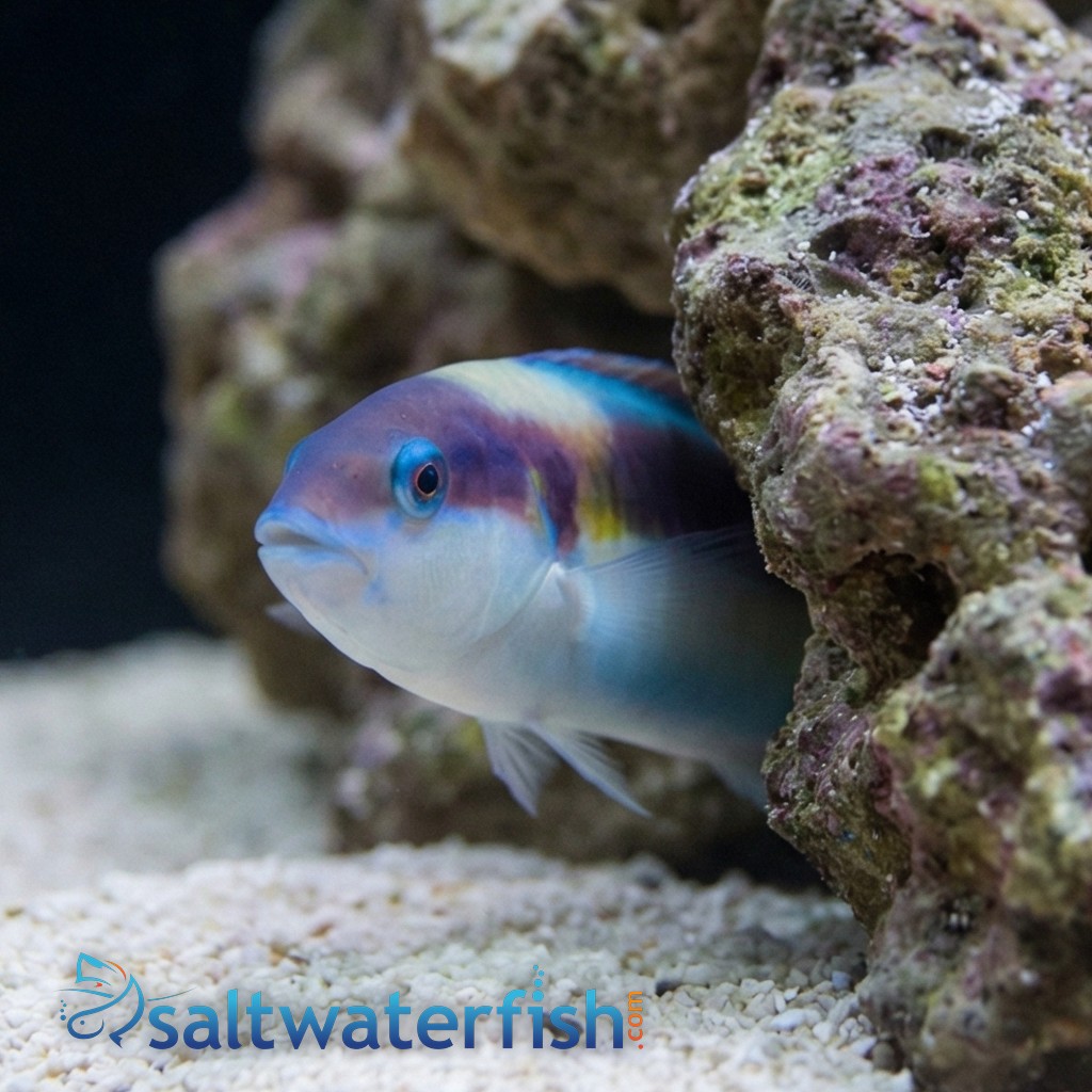 Red Cheek Wrasse - Indian Ocean