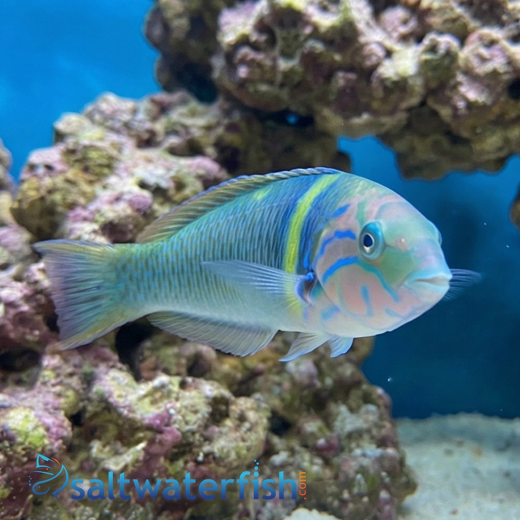 Goldbar Wrasse - Red Sea
