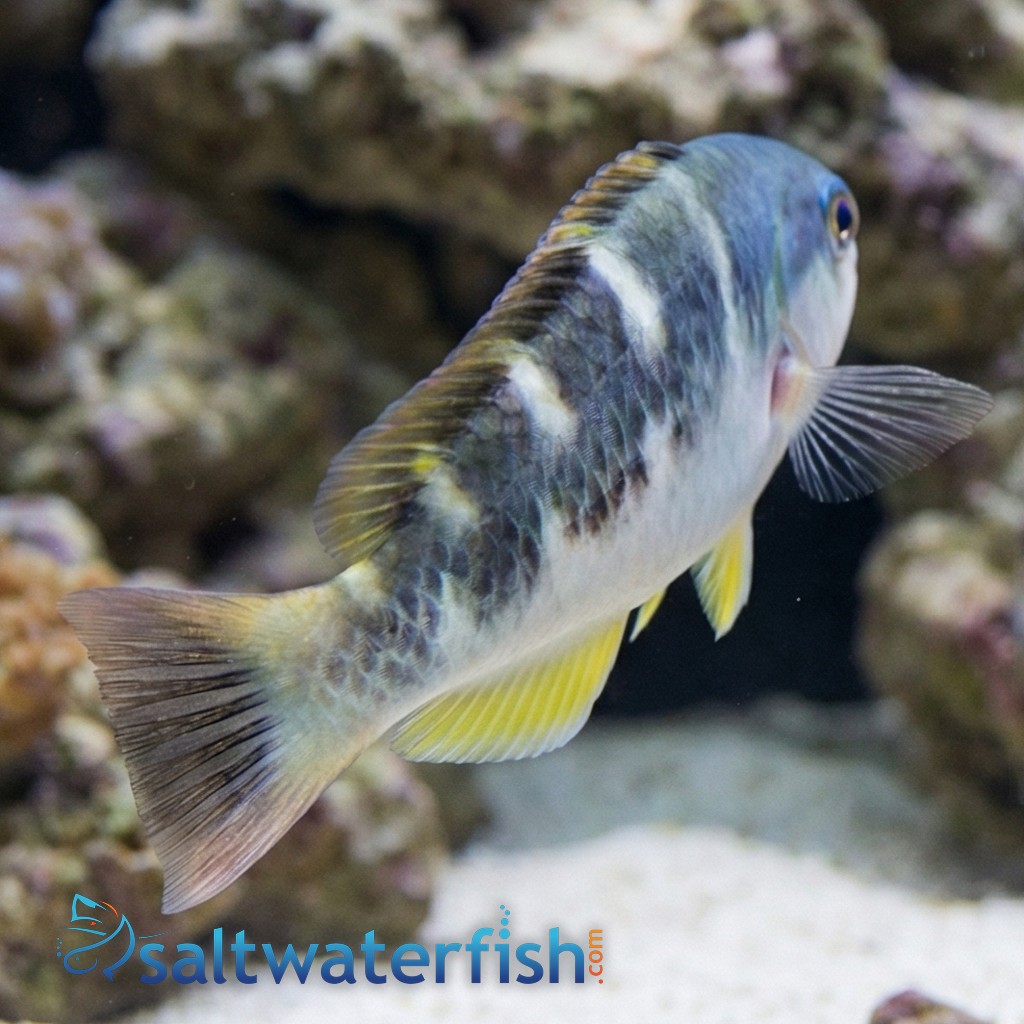 Jansen's Wrasse