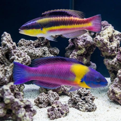 Paddlefin Wrasse: Juvenile