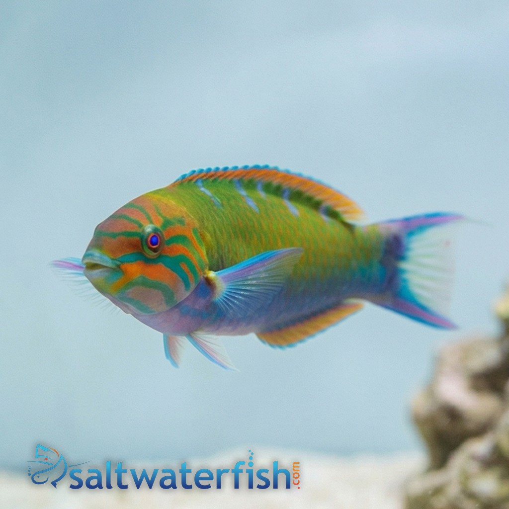Lunare Wrasse - Fiji