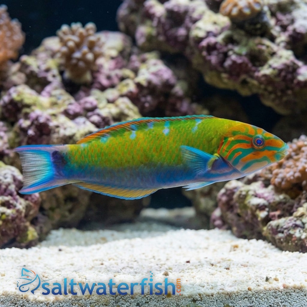 Lunare Wrasse 