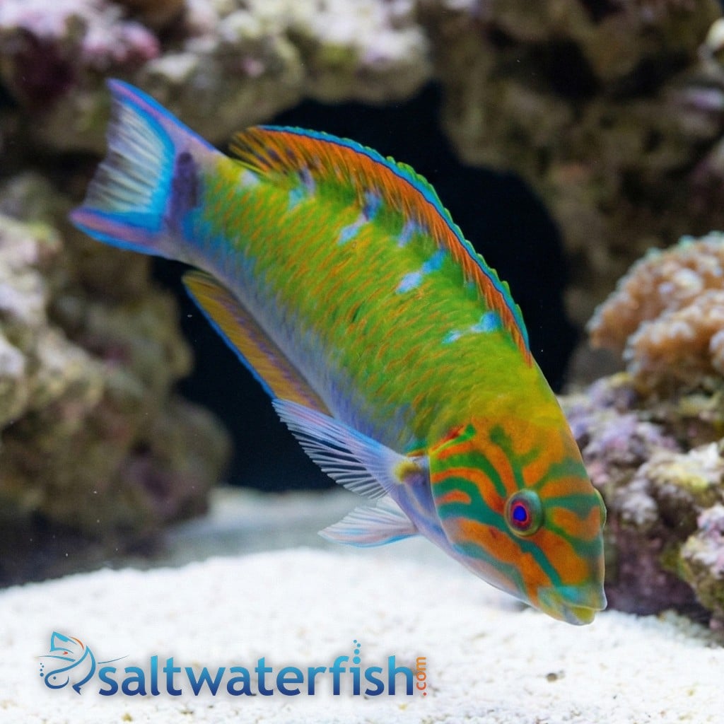 Lunare Wrasse 