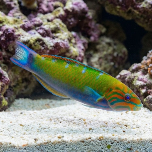 Lunare Wrasse 