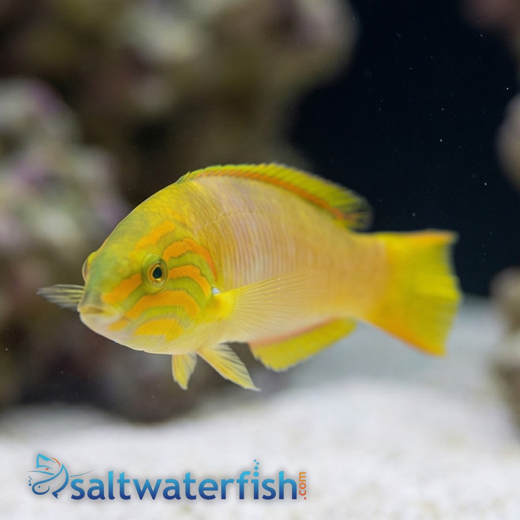 Sunset Wrasse