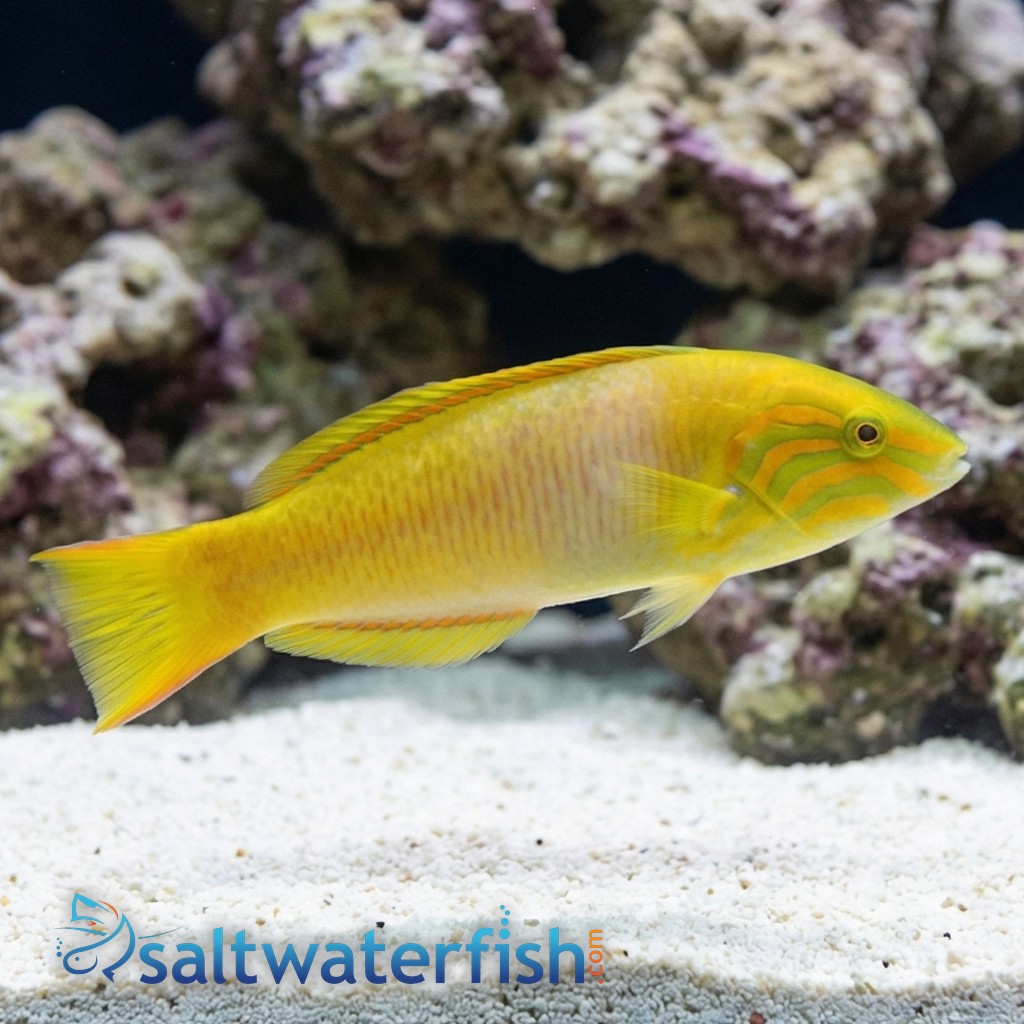 Sunset Wrasse
