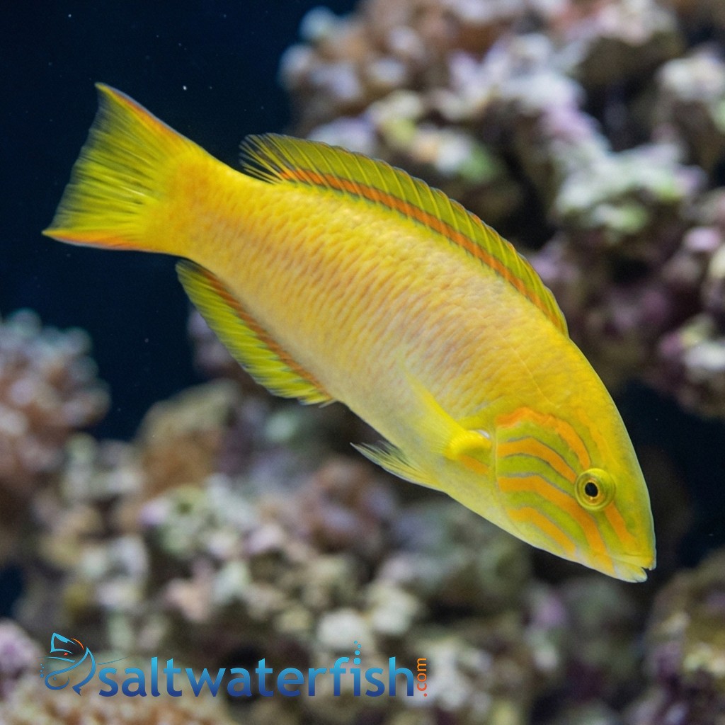 Sunset Wrasse