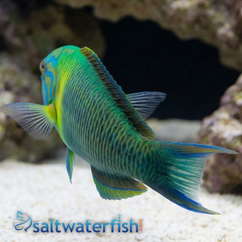 Newton's Wrasse - Atlantic
