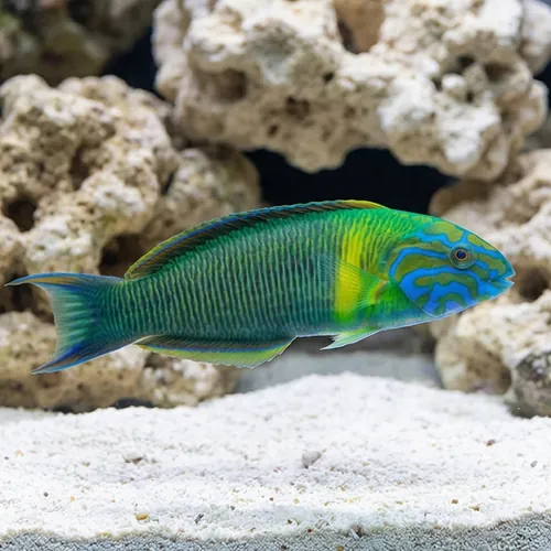 Newton's Wrasse - Atlantic