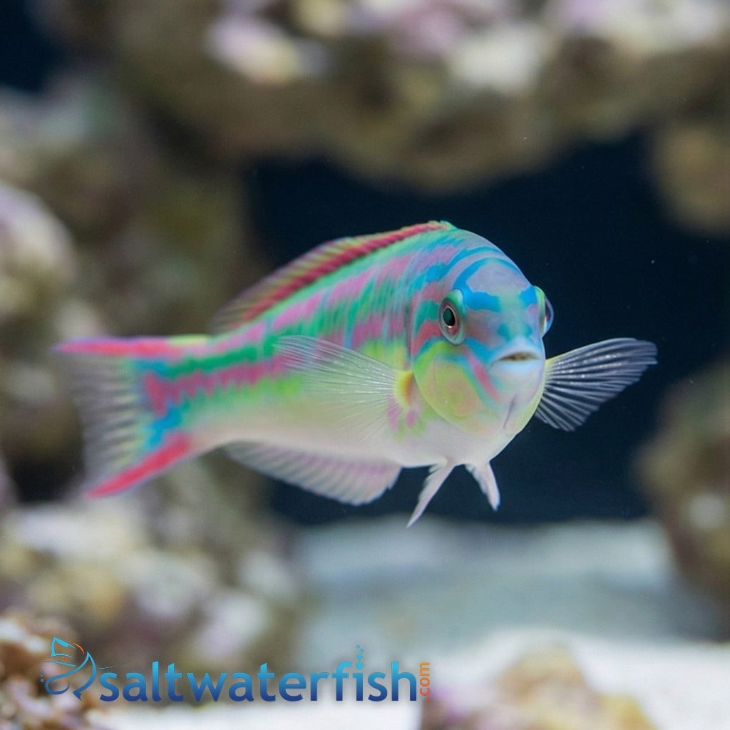 Rainbow Wrasse