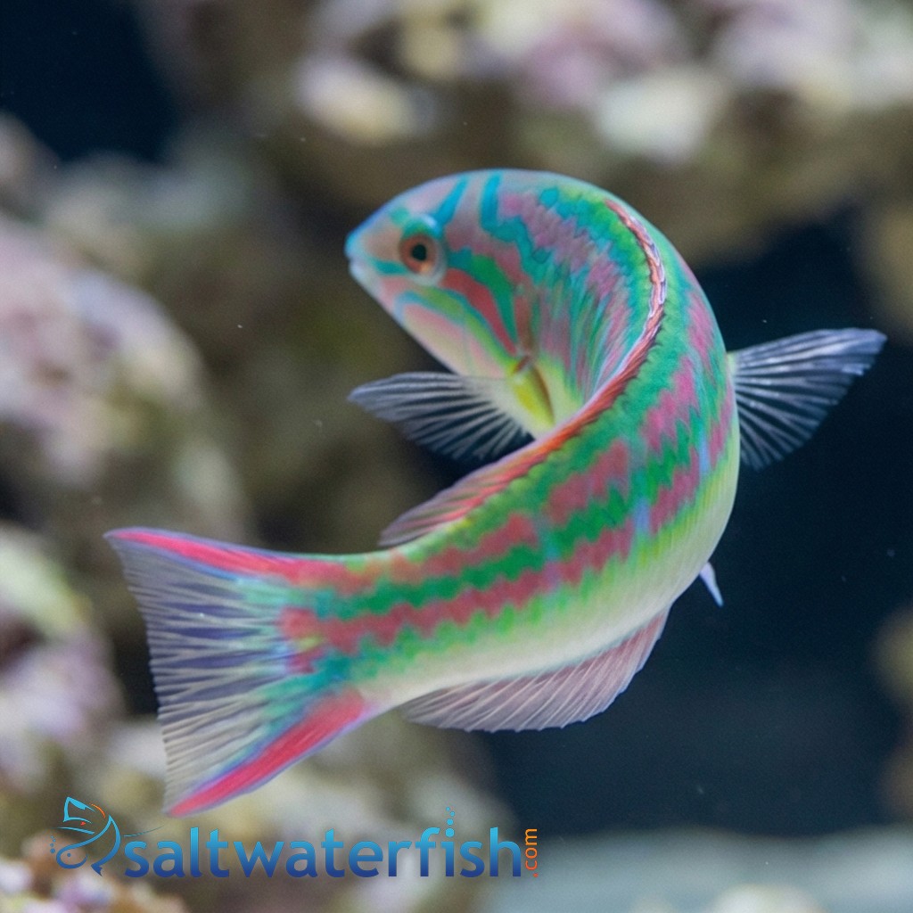 Rainbow Wrasse
