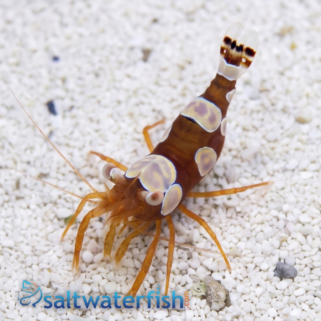 Sexy Shrimp - Aquacultured