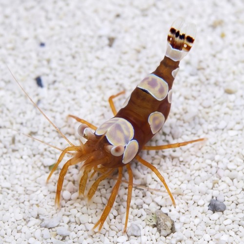 Sexy Shrimp - Altanic
