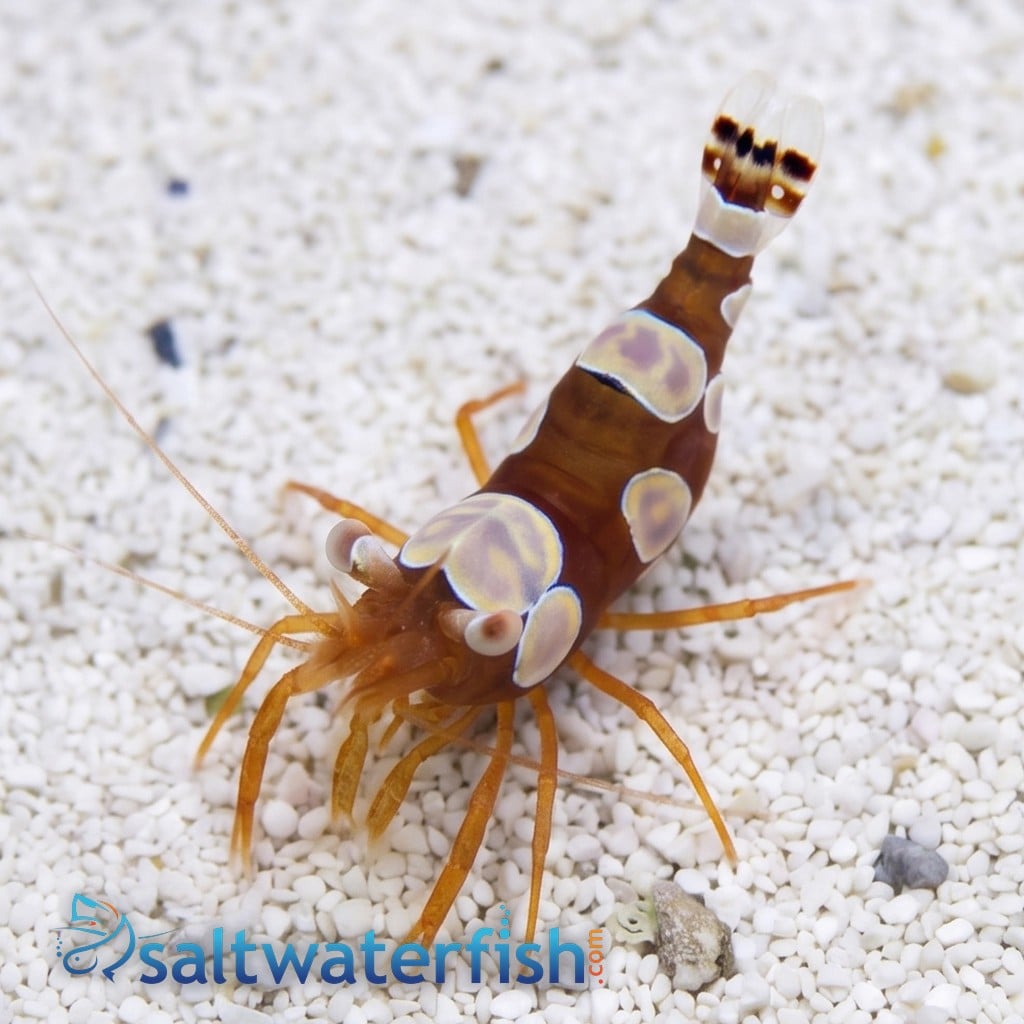 Sexy Shrimp