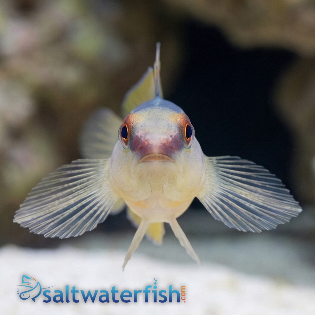 Panamanian Green-Banded Goby