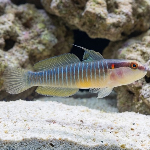 Panamanian Green-Banded Goby