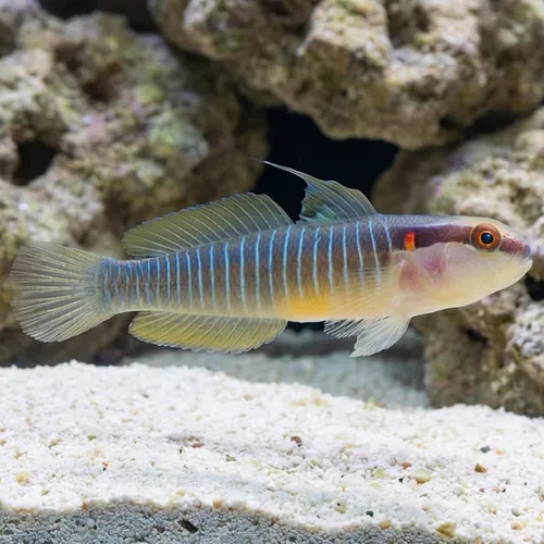 Panamanian Green-Banded Goby