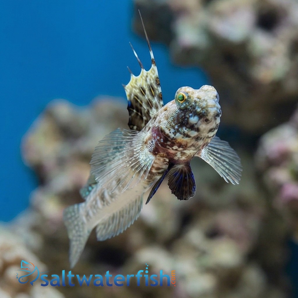 Monster Shrimpgoby  