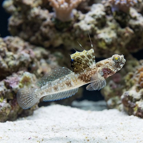 Monster Shrimpgoby  