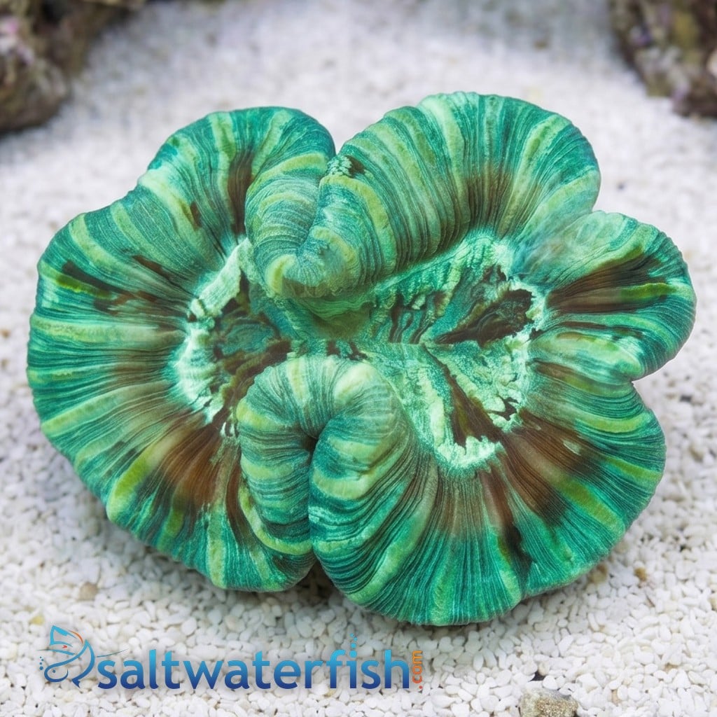 Brain Coral - Green