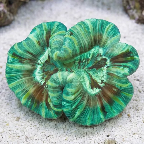 Brain Coral - Green