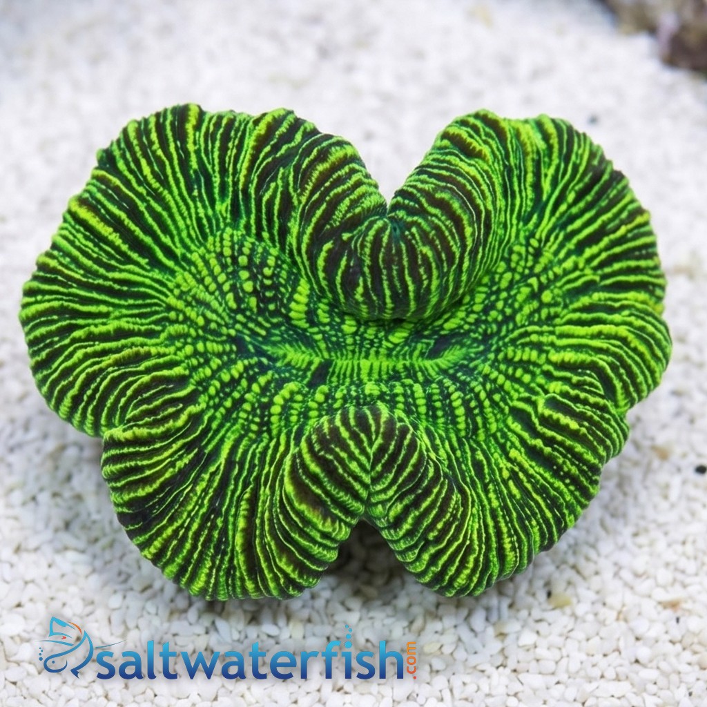 Brain Coral: Metallic Green - Australia - Lps - Coral