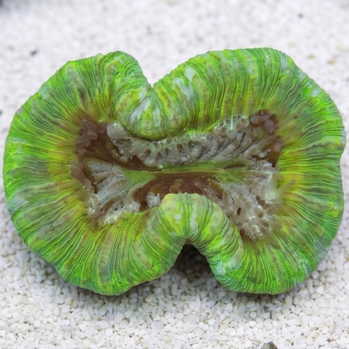 Brain Coral: Metallic Green - Australia