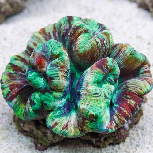 Brain Coral Folded - Green/Red  