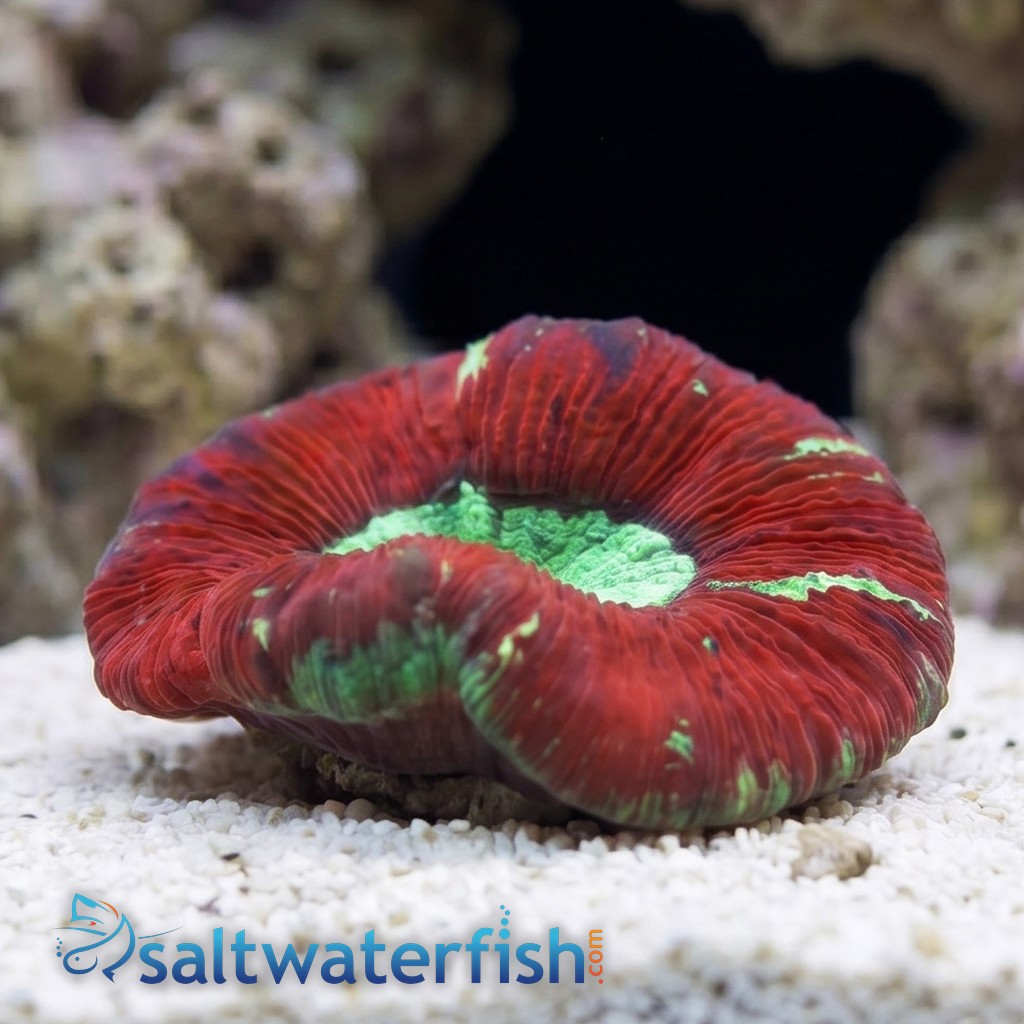 Brain Coral Folded - Multicolor