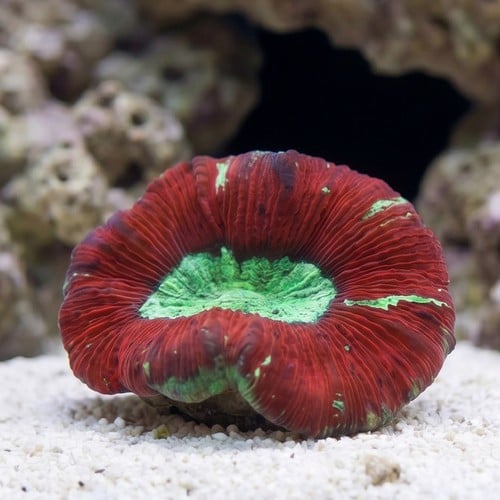 Brain Coral Folded - Multicolor