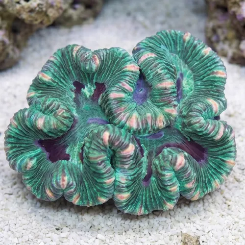 Brain Coral: Red and Metallic Green - Australia