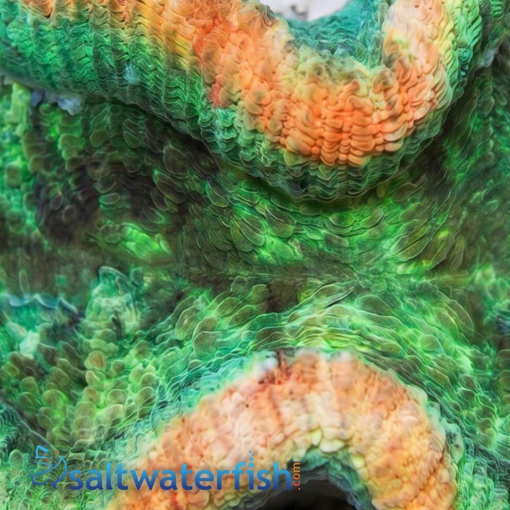 Brain Coral: Red and Green - Australia