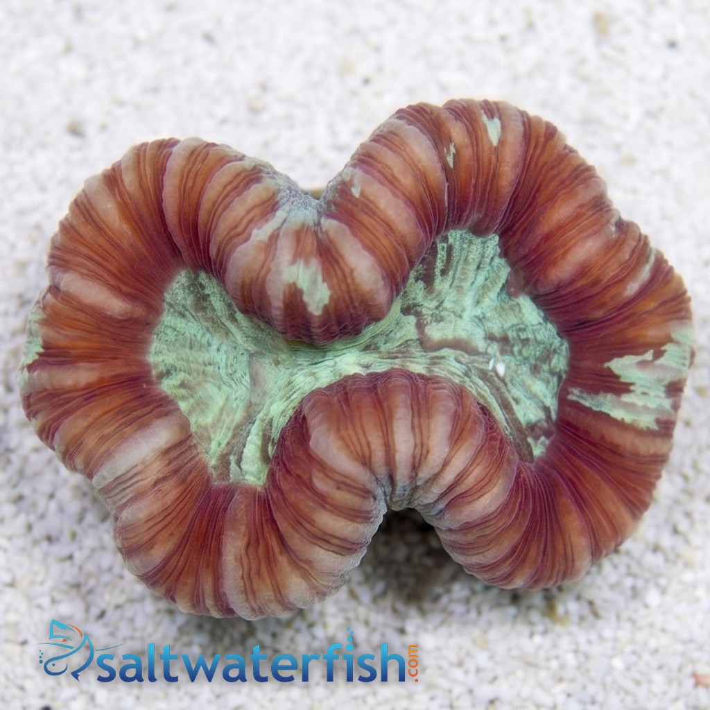Brain Coral Folded : Red - Fiji