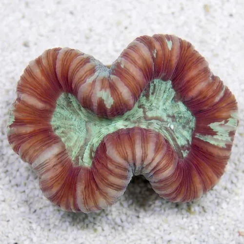 Brain Coral Folded : Red - Fiji