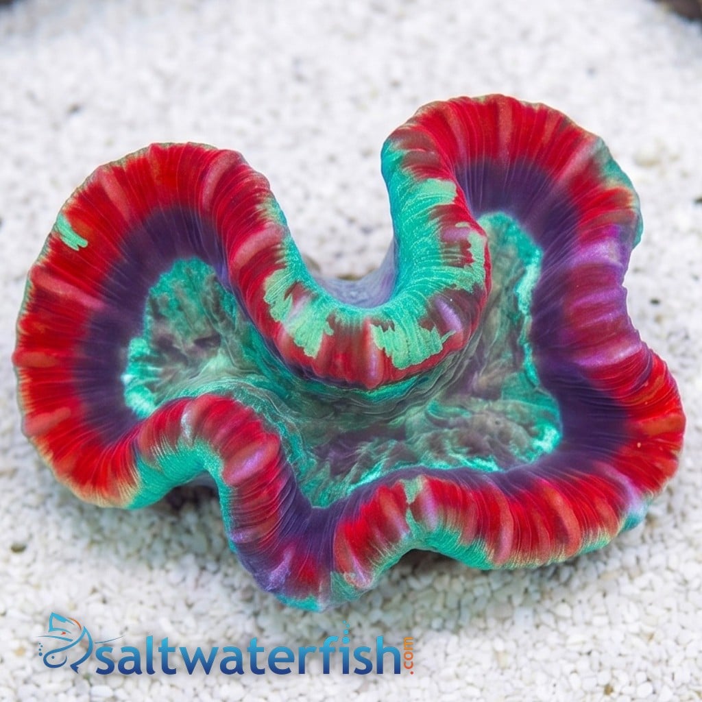 Brain Coral Folded - Red w/ Green Mouth - Fiji