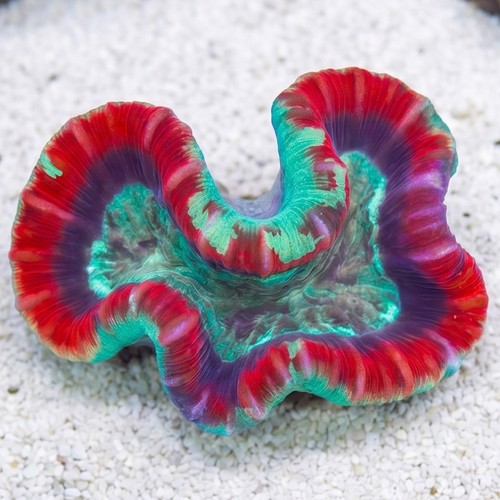Brain Coral Folded - Red w/ Green Mouth - Fiji