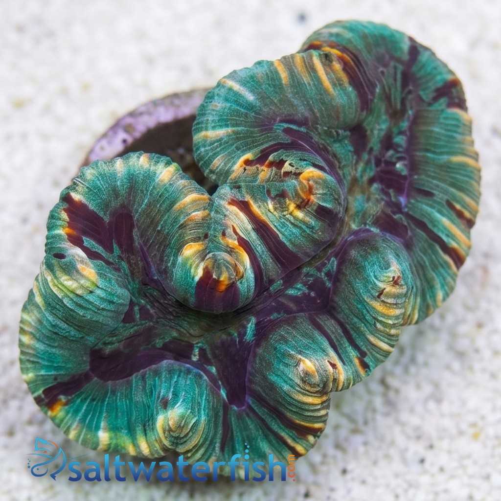 Brain Coral: Red and Green - Australia