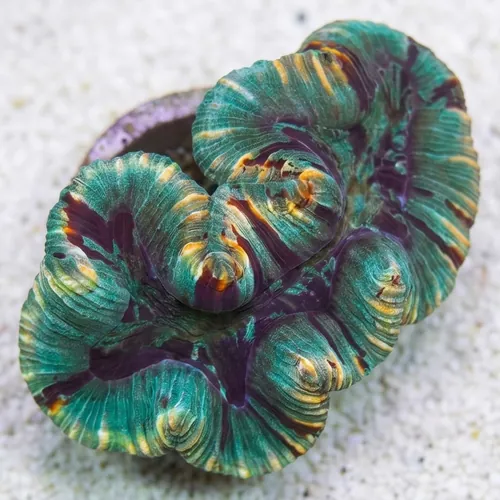 Brain Coral: Red and Green - Australia