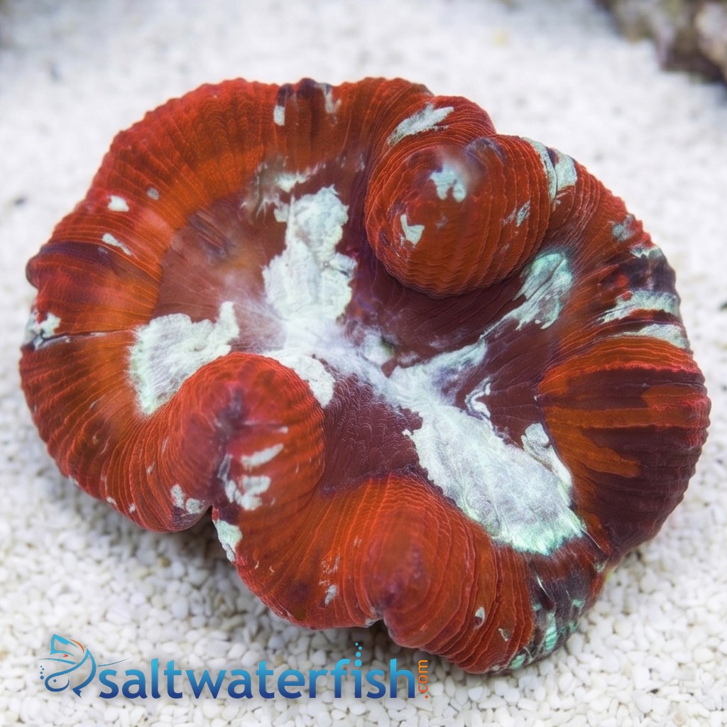 Brain Coral Folded : Multicolor - Fiji