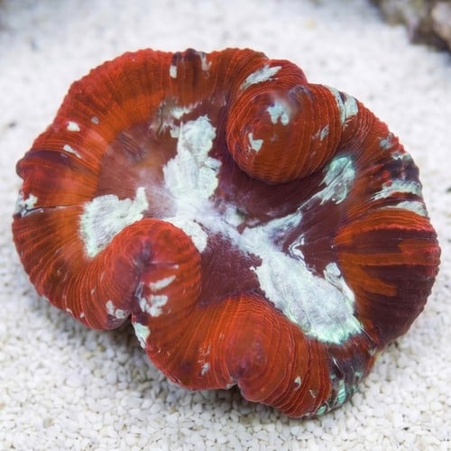 Brain Coral Folded : Multicolor - Fiji