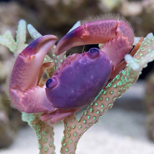 Trapezia Crab 