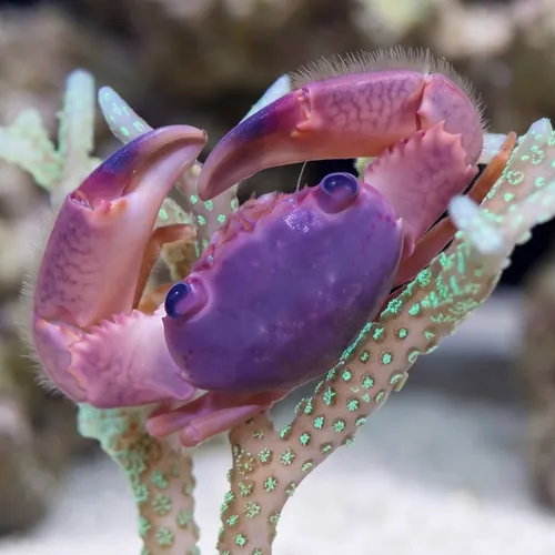 Trapezia Crab