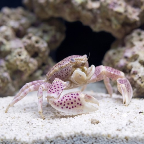 Trapezia Crab Red Spotted - Indian Ocean