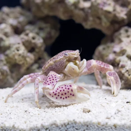 Trapezia Crab Red Spotted