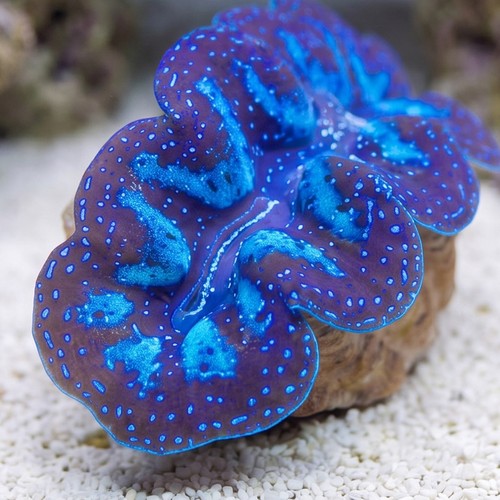 Crocea Clam: Electric - Aquacultured
