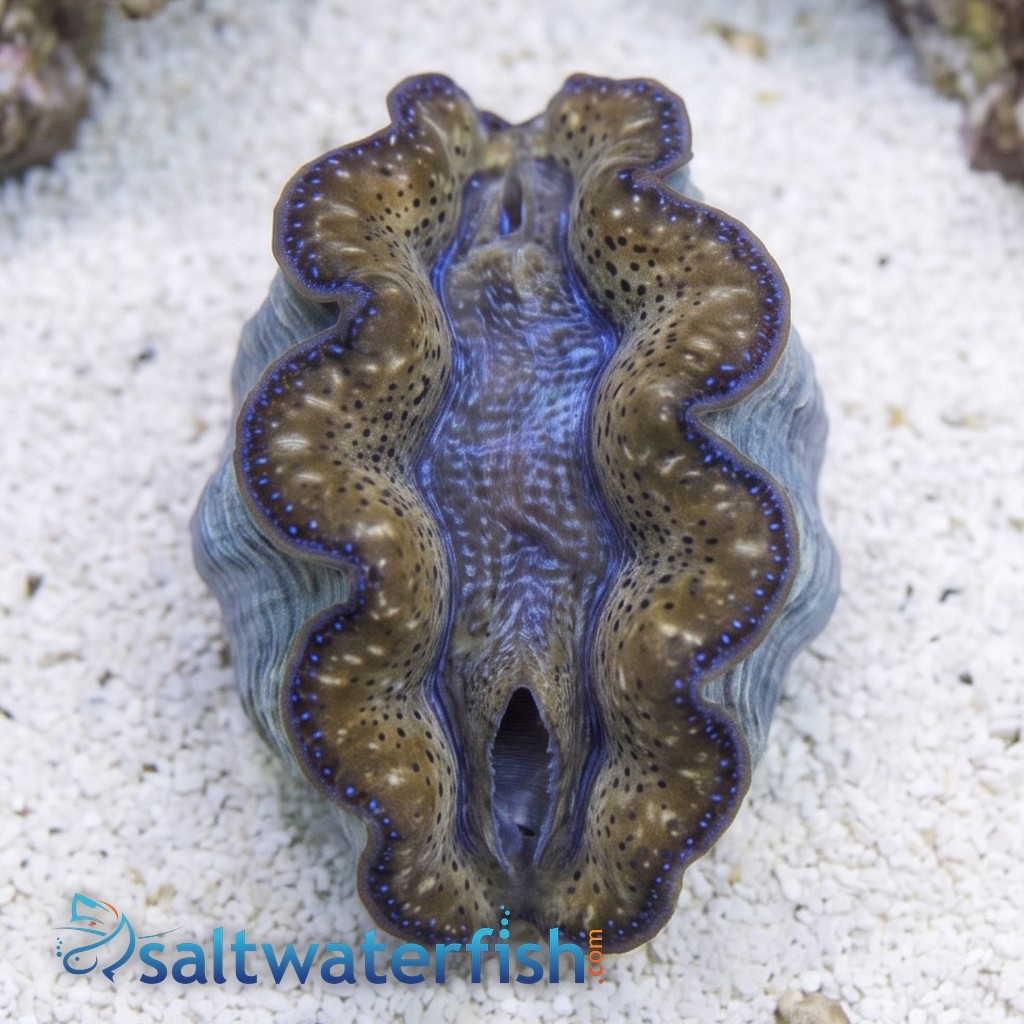 Crocea Clam - Aquacultured