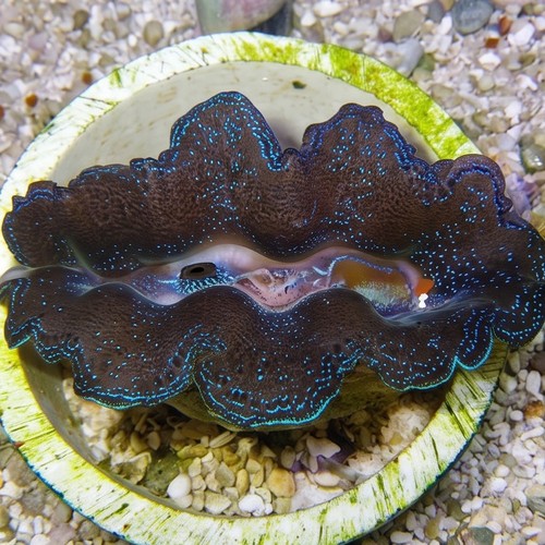 Crocea Clam: Blue - Fiji - Aquacultured