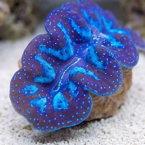 Crocea Clam: Ultra : Fiji - Aquacultured