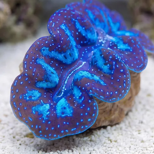 Maxima Clam : Blue/Turquoise Ultra - Aquacultured - Clams
